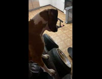 Guy skateboards in kitchen and falls against fridge