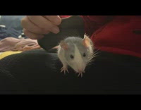 Pet rat gets it fur combed by its owner