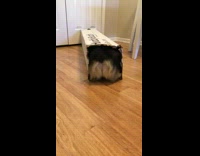 Collab DailyDoseOfInternet - Corgi dog walk backwards get out box