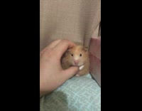 Girl pets brown hamster white nail polish 