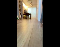 Grey bushbaby animal hops around house