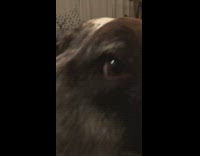 Large brown dog whines and chatters teeth 