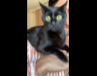 Collab ClipsIG - Man carries cat on shoulder holds body