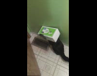 Pet cat head stuck inside the box