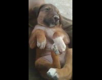 Brown puppy lays on lap green pants 
