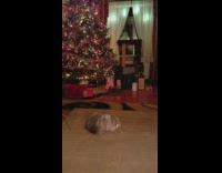 Cat does backflip living room christmas tree