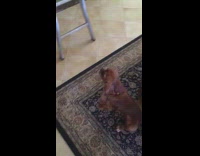 Brown dog sits rug makes loud noise 