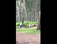 Woman in white bra poses beside the horses