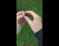 Guy rips stem off fruit throws it 