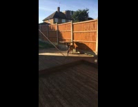 Brown dog stands under patio table backyard 