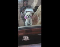 Dog with purple fur ears barks inside the car