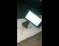 Frog watches trippy videos on phone and turns around