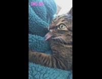 Collab BitchMP - Cat Tongue Stuck On Blue Blanket