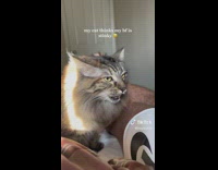 Cat reacts when asked if guy is stinky 