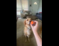 Man pans ball on dogs face 