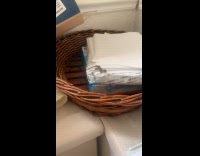 Dog couldnt see lizard 