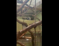 Monkey touch and kiss butt of another monkey