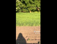 Collab BitchIG2 - Cats chasing each other on farm 