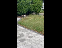Cat walks around with squirrel on mouth part 2