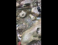 Black white cat jumps across rocks lake