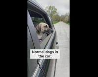 Collab Kale Salad IG - Dog looks sad in car seat