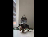 Dog staring at own reflection on mirror