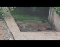 Brown mongoose and babies in backyard pool 