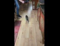 Pet cat jumps to reach the toy from owner