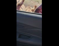 Drive safari donkey cow zebra lick pepsi