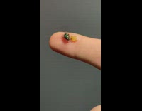 Person feed fly on finger with apple