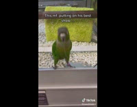 Bird puts on his best show to get adopted 