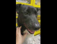 Large black white dog sits yellow shelf 