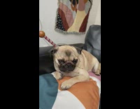 Scalp massager on pug dog