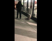Man walks pet pig with leash