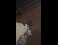 Grey cat snuggle with leg of owner