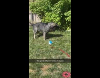 Three different types of dogs backyard