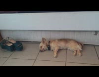 Cat tries to touch brown dog floor 