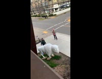 Guy jumps on giant white bison and takes picture
