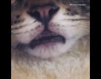 Grey brown kitten looks down mouth open