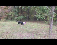 Black dog remove sack stuck on head