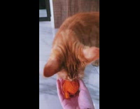 Orange cat brings girl toy in mouth 