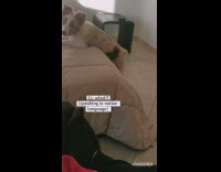 Dog too lazy to climb on bed