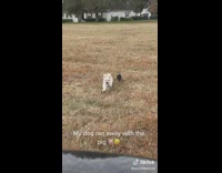 Little pig follows dog entire time as it runs