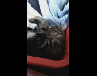 Cat asleep towel blanket red basket case