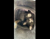 Cat Lays Upside Down inside Tower Chamber