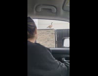 Girl asks goose question