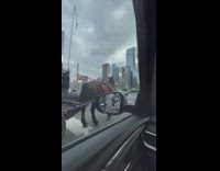 Collab WINY - Impatient Horse carriage by Street Intersection Stomps Ground