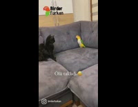 Bird plays dead in front of cat