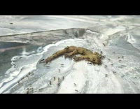 Ants carry dead gecko lizard water puddle 