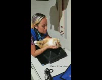 Cat put on drugs during surgery and walks in the air while laying upside down on xray table